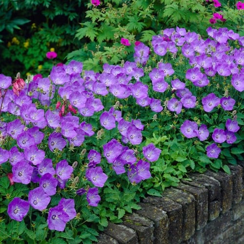Glockenblume Blaue Clips - Campanula Carpatica (Sechserpack)