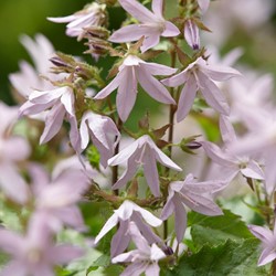 Glockenblume Lisduggan Variety - Campanula poscharskyana
