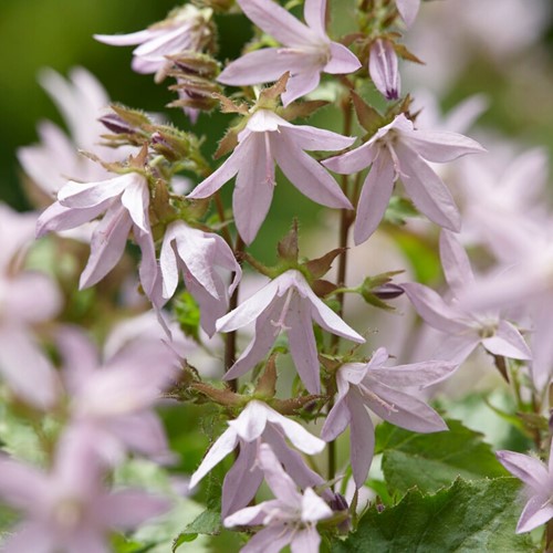 Glockenblume Lisduggan Variety - Campanula poscharskyana