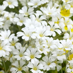 Cerastium tomentosum - Filziges hornkraut