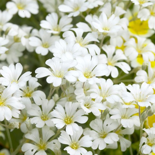 Cerastium tomentosum - Filziges hornkraut