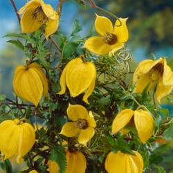 Clematis Tangutica - Goldwaldrebe