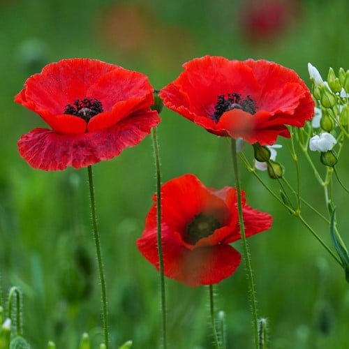 Mohn Red Corn Poppy EKO