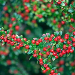 Cotoneaster Suecicus Coral Beauty - Zwergmispel