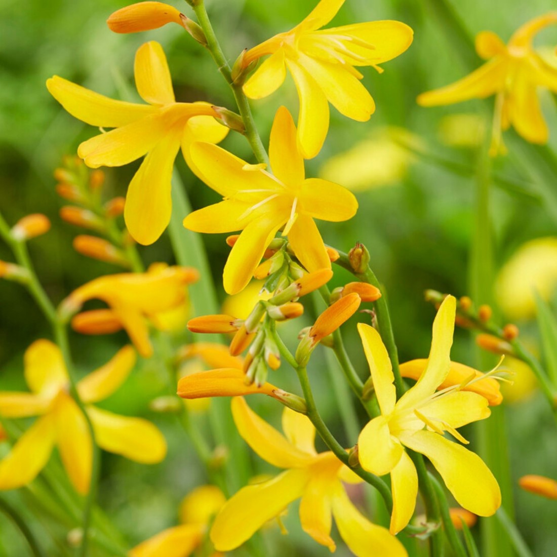 Crocosmia Yellow Sunshine Topfpflanze kaufen? Einfach online bestellen   Gartencenter Koeman