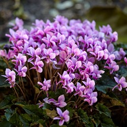 Alpenveilchen - Cyclamen Hederifolium