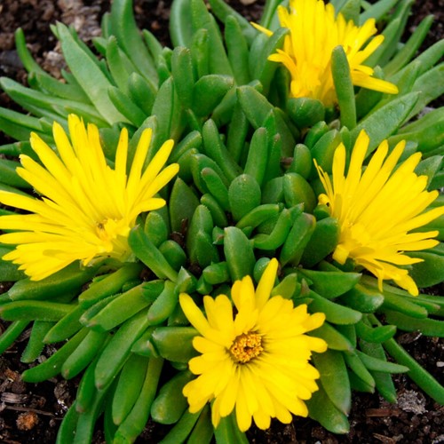 Gedrängte Mittagsblume  - Delosperma congestum