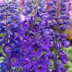 Rittersporn - Delphinium (P) Black Knight (Sechserpack)