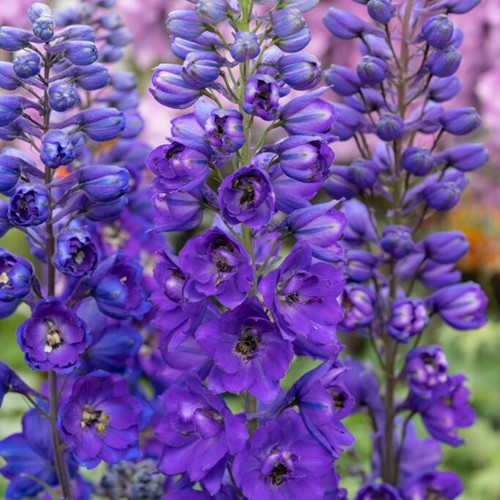 Rittersporn - Delphinium (P) Black Knight (Sechserpack)