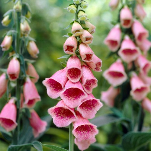 Digitalis mertonensis Fingerhüte (Sechserpack)