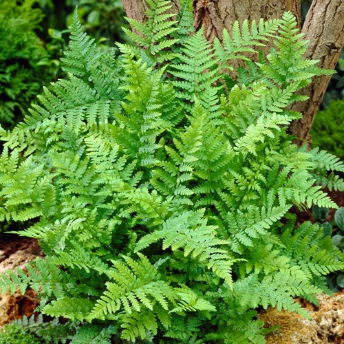 Echte Wurmfarn - Dryopteris filix-mas