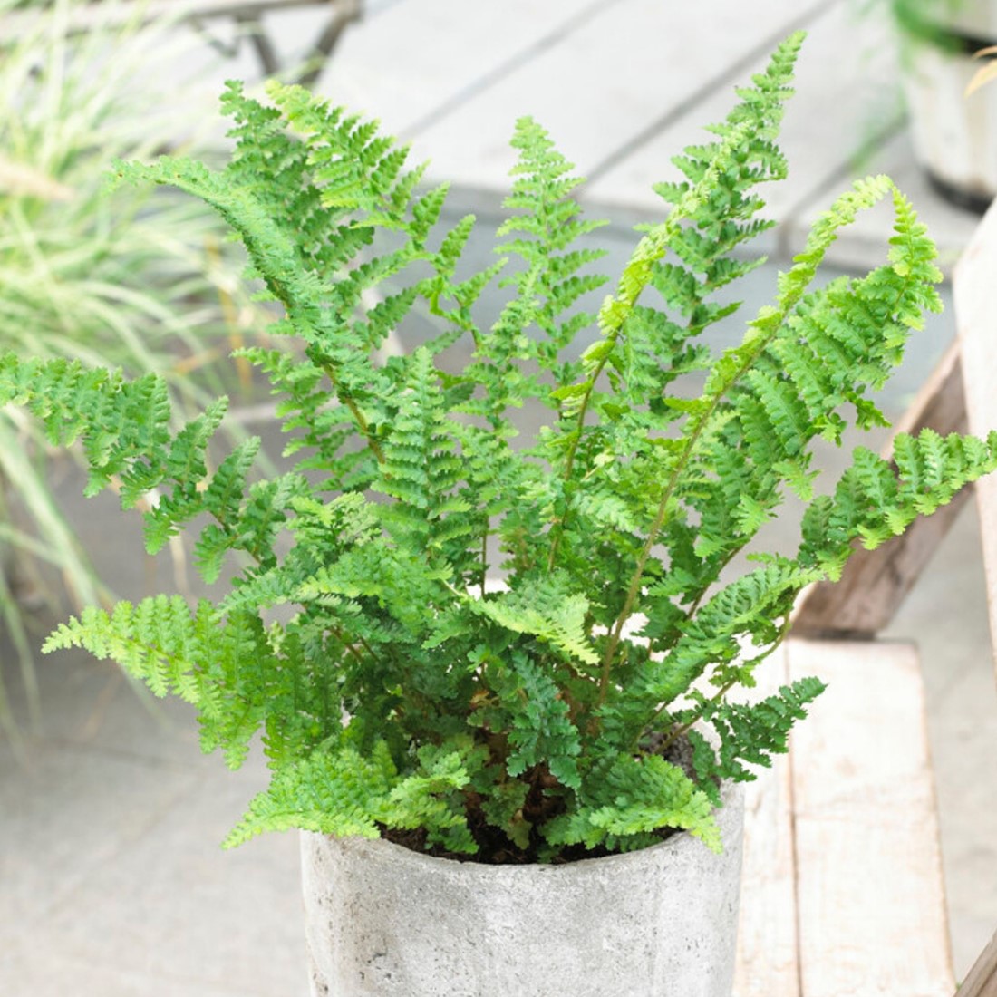 Athyrium Felix Femina kaufen? Einfach online bestellen  Gartencenter Koeman