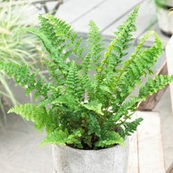 Athyrium Filix-Femina - Frauenfarne
