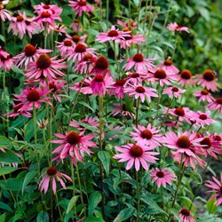 Purpur-Sonnenhut Magnus Rosa - Echinacea (Sechserpack)