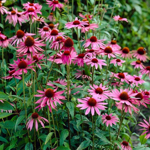 Purpur-Sonnenhut Magnus Rosa - Echinacea (Sechserpack)