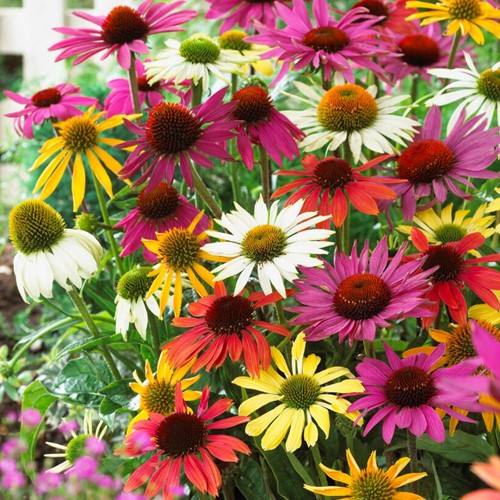 Echinacea Mix