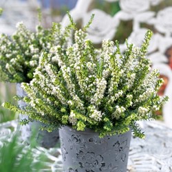 Erica Darleyensis White Perfection - Heidekräuter (Sechserpack)