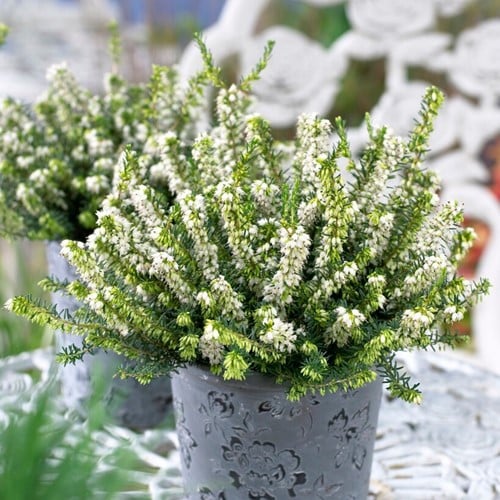 Erica Darleyensis White Perfection - Heidekräuter (Sechserpack)