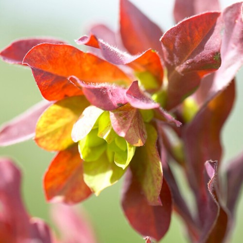 Euphorbia amygdaloides Purpurea - Wolfsmilch lila