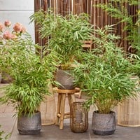 Fargesia Rufa - Bambus (Sechserpack)