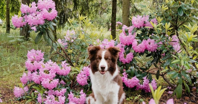 Rhododendron schneiden und pflegen