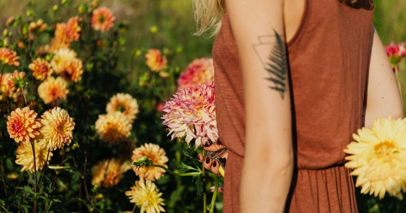 Dahlienknollen – eine der schönsten Sommerblüher