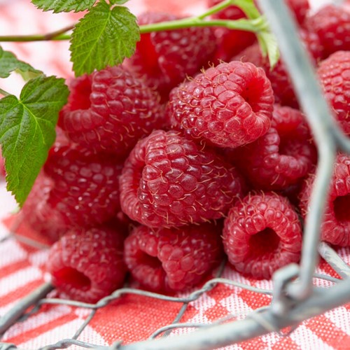 Himbeere - Rubus Idaeus