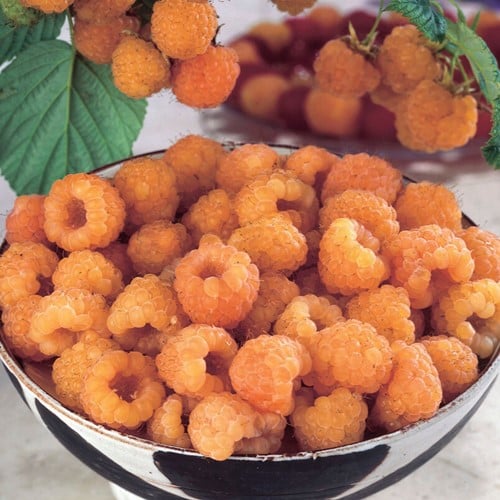 Himbeere Gelb - Rubus