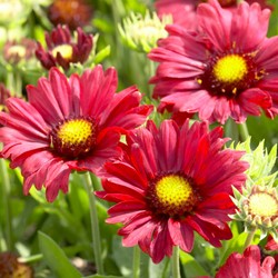 Kokardebloem Burgunder - Gaillardia