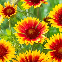 Kokardebloem Kobold - Gaillardia (Sixpack)