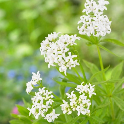 Waldmeister - Galium odoratum (Sechserpack)