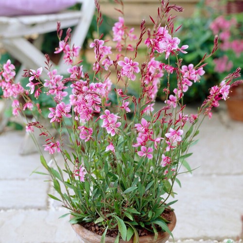 Prachtscharte Siskiyou Pink (Gaura) (Sechserpack)