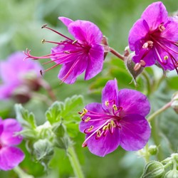 Balkan-Storchschnabel Ingwersen's Variety- Geranium (Sechserpack)