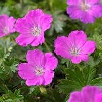 Storchschnabel Max Frei - Geranium sanguineum