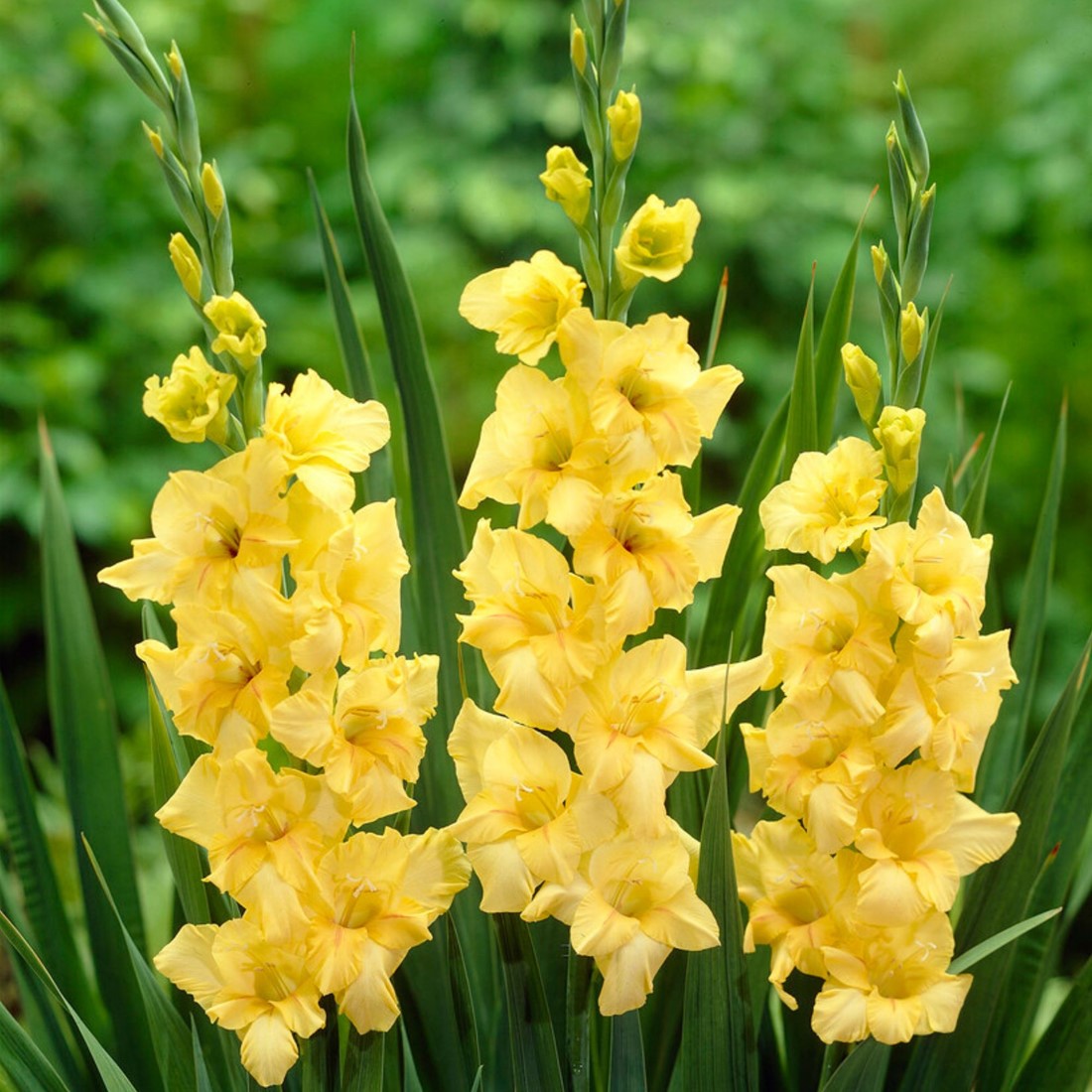 Gladiole Gelb kaufen? Einfach online bestellen  Gartencenter Koeman