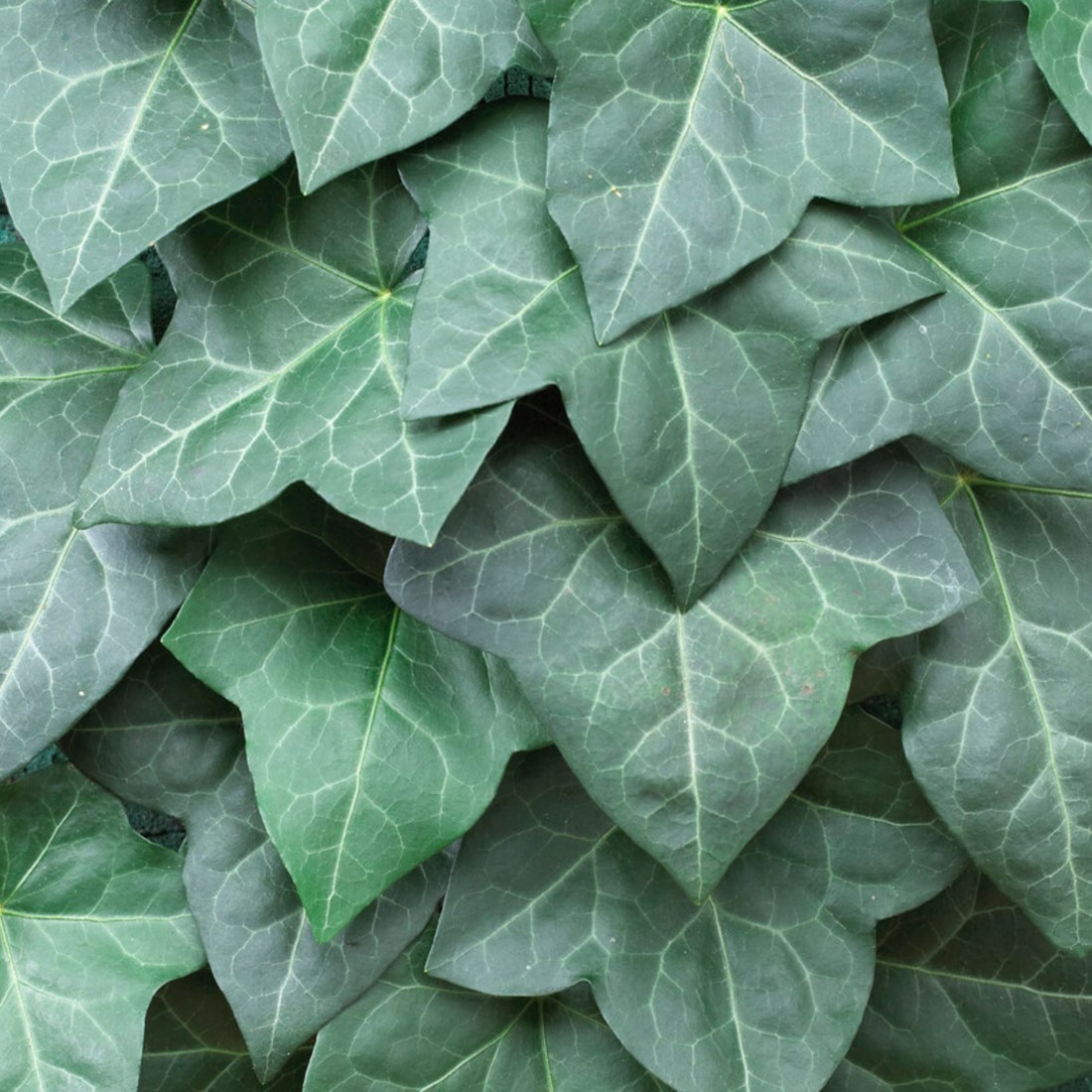 florabest sichtschutz efeu Efeu & Efeuhecke Sichtschutz, Efeu Element & Efeu Zaun kaufen, 180 cm Höhe,  Bis zu 30% Sparen – Efeuria, die Gartenhecken aus Efeu main image 1