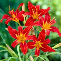 Hemerocallis Sammy Russell - Taglilie Topfpflanze (Sechserpack)