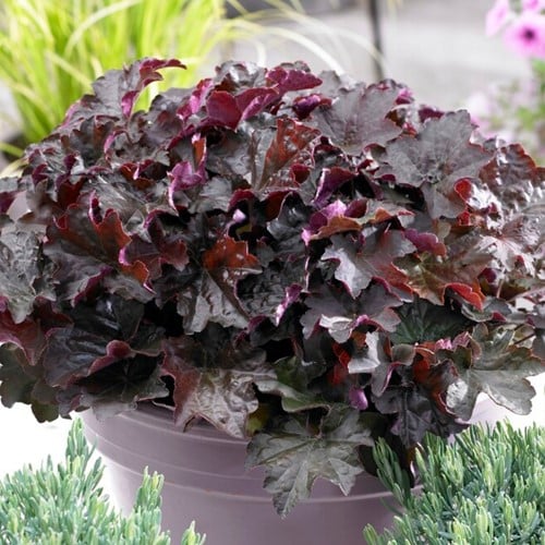 Purpurglöckchen Palace Purple - Heuchera (Sechserpack)