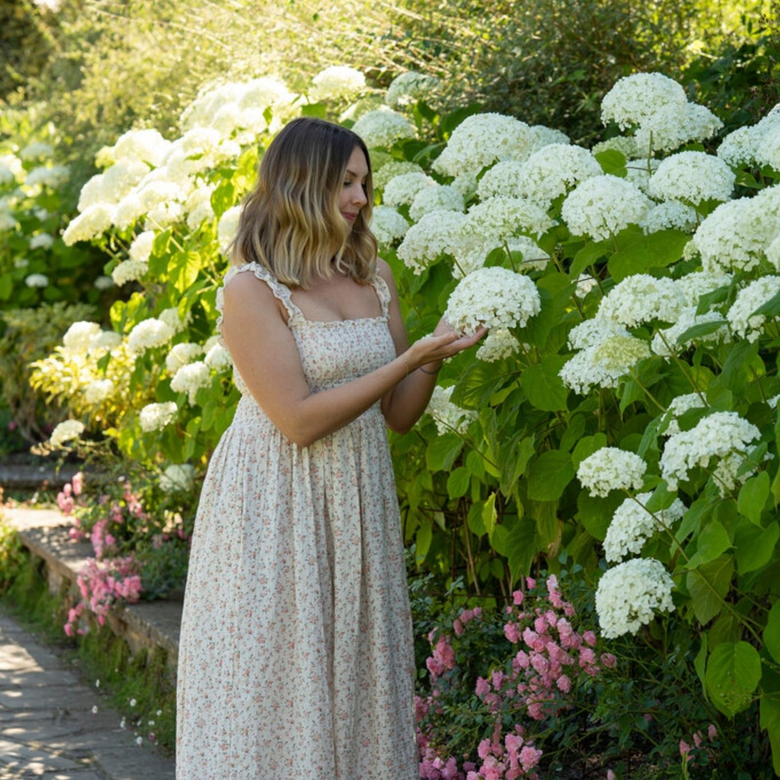 Hortensie Hydrangea Weiss Annabelle kaufen? Einfach online bestellen   Gartencenter Koeman