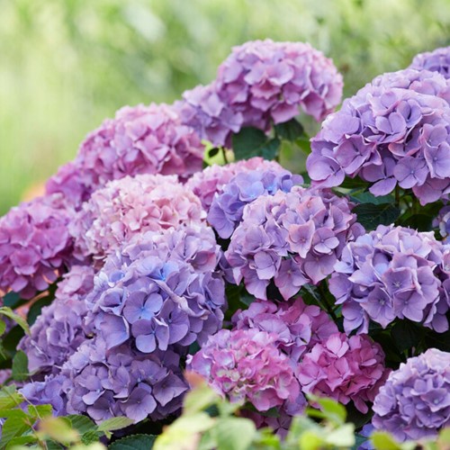 Hortensie Blau - Hydrangea kaufen