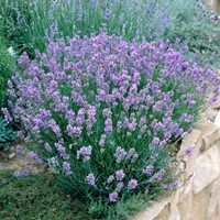 Lavendel Dwarf Blue - Lavandula angustifolia