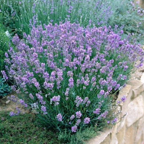 Lavendel Dwarf Blue - Lavandula Angustifolia (Sechserpack)
