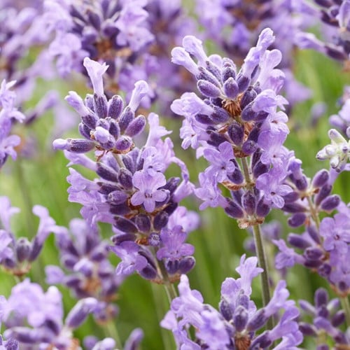 Lavendel Hidcote pro 2 meter (Sechserpack)