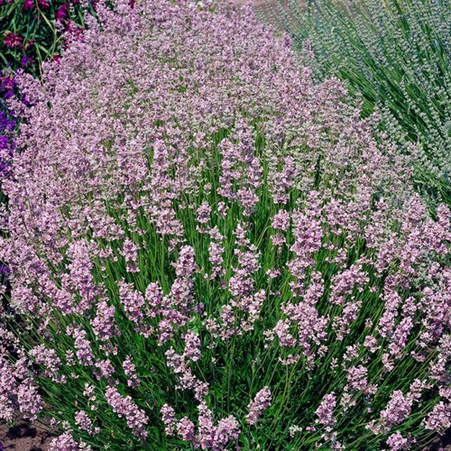 Lavendel Rosea - Lavandula (Sechserpack)