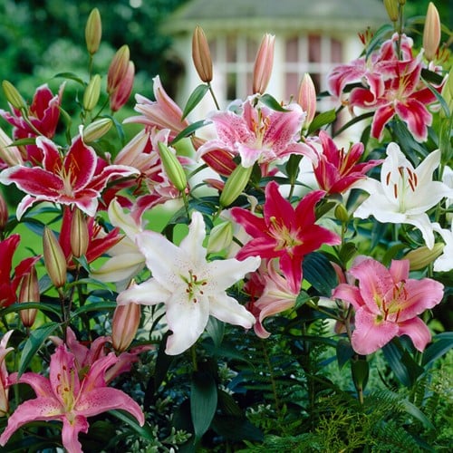 Lilie Parfüm Mischung - Lilium