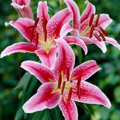Orientalische Lilie Stargazer