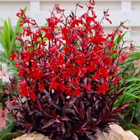 Lobelia fungens Queen Victoria (Kolibrie!)