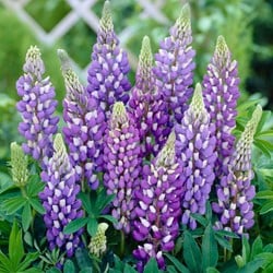 Lupinus Gallery Blue Lupinen