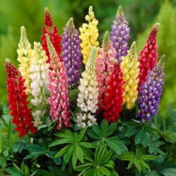 Gartenlupine Mischung - Lupinus