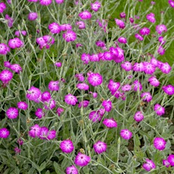 Lychnis coronaria - Prikneus